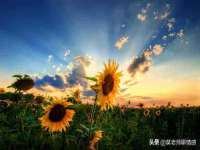 成武维生素网络科技有限公司