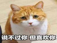成武维生素网络科技有限公司