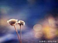 成武维生素网络科技有限公司