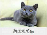 成武维生素网络科技有限公司