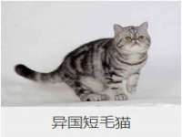 成武维生素网络科技有限公司