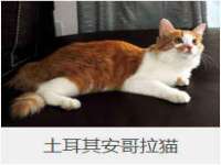 成武维生素网络科技有限公司