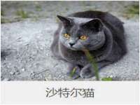 成武维生素网络科技有限公司