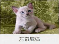 成武维生素网络科技有限公司