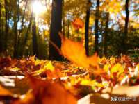 成武维生素网络科技有限公司