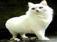 成武维生素网络科技有限公司