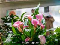 成武维生素网络科技有限公司