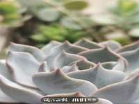 成武维生素网络科技有限公司