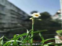 成武维生素网络科技有限公司