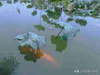 成武维生素网络科技有限公司
