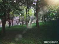 成武维生素网络科技有限公司