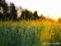 成武维生素网络科技有限公司