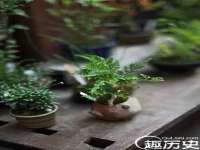 成武维生素网络科技有限公司