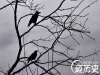 成武维生素网络科技有限公司