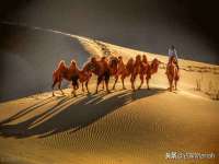 成武维生素网络科技有限公司