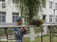 成武维生素网络科技有限公司