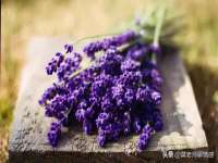 成武维生素网络科技有限公司